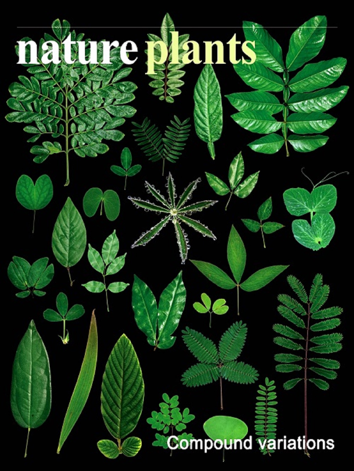 研究成果被选为《自然—植物》封面故事。     陈江华供图